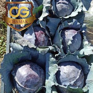 Buy red cabbage