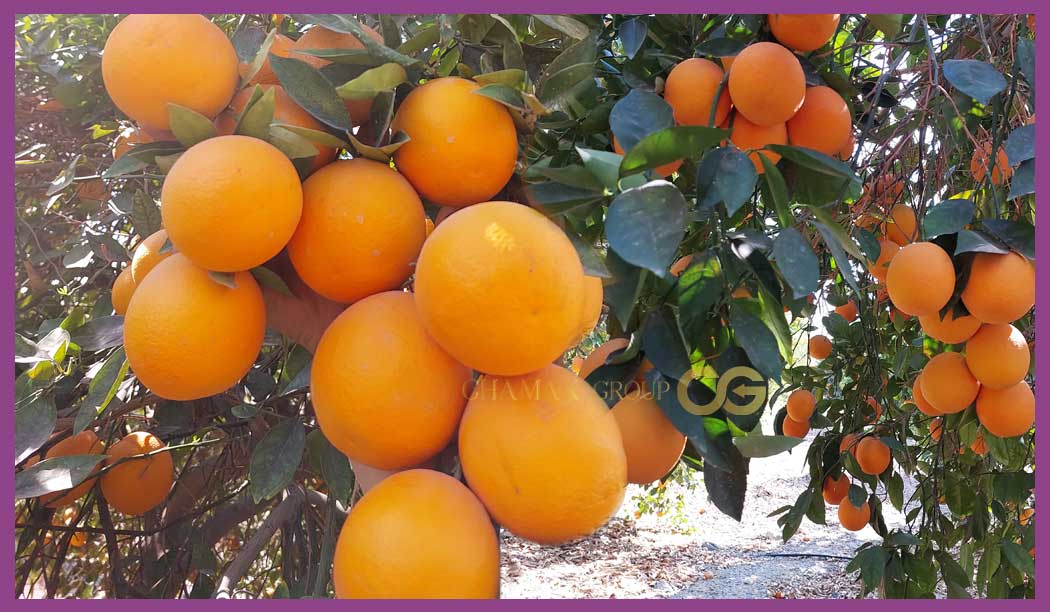 Valencia orange Exporter